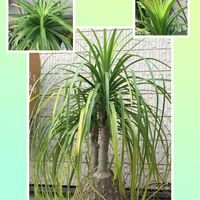 トックリラン,私の庭,年季物,トックリラン鉢,癒されて〜の画像