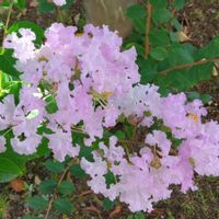 サルスベリの画像