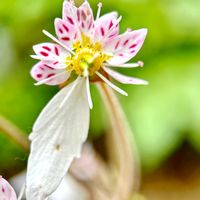 ユキノシタ,八重咲きユキノシタ,スマホ撮影,マクロレンズ,庭に咲く花の画像
