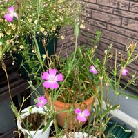 アグロステンマ,種蒔きから,ピンクの花,in札幌,鉢植えの画像