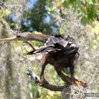 ウスネオイデス,野鳥,お出かけ先の画像