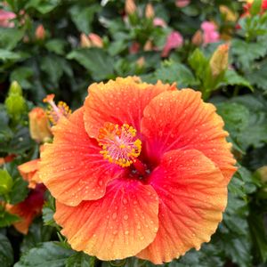 ハイビスカス,赤い花,花のある暮らし,熱帯植物,日当たり良好の画像
