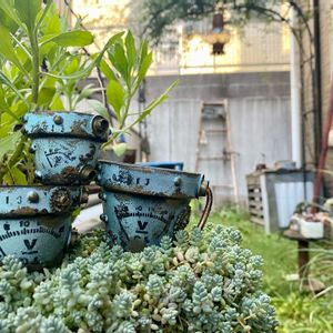 ブレビフォリウム,多肉植物,雰囲気づくり,セダム！,サビサビの画像