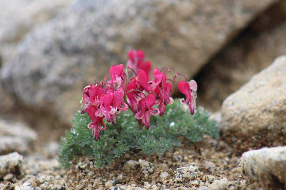 山野草　超希少斑入り　北岳草 dショッピング |（山野草）斑入りタガネソウ（斑入り鏨草） 2．5～3