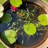コナギ,調査中（水生植物）,睡蓮鉢,夏の花,蓮池の画像