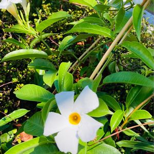 かわいい♡,屋上庭園,真夏の花,お買い物途中の画像