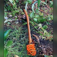 コンニャク,コンニャクの花,こんにゃく,ままちゅう　こんにゃく,鮮やか の画像