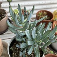 万宝,多肉植物,バラと夢CLUB,初めてのチョメチョメ,かわいい♡の画像