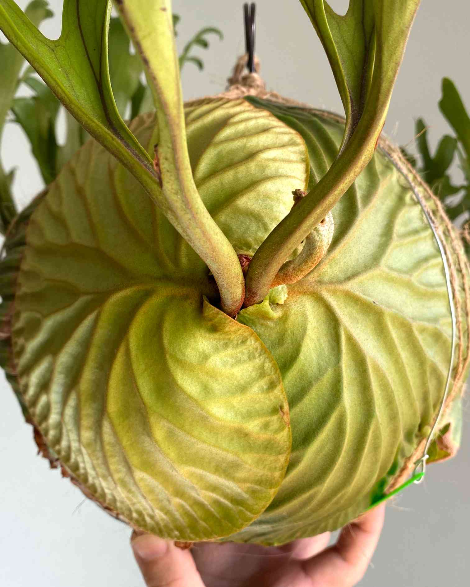 P. リドレイ苔玉の仕立て方➁ 2023.8.10|🍀GreenSnap(グリーン P. リドレイ苔玉の仕立て方➁ 2023.8.10|🍀GreenSnap(グリーン