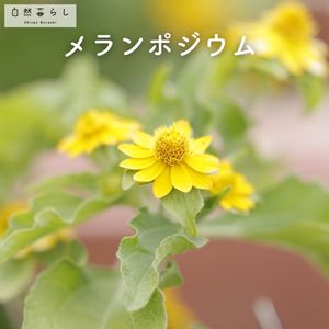 メランポジウム,ガーデニング,花のある暮らし,植物のある暮らし,肥料の画像