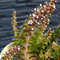 多肉の花,クラッスラ属,多肉植物の花,茜の塔錦♪,クラッスラの画像