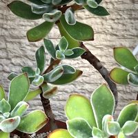 錦晃星(きんこうせい),多肉植物,小さな庭の画像