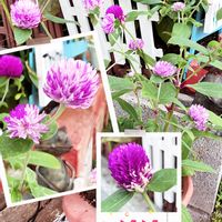 千日紅エレスチャル,沈丁花,猛暑乗り切ろう,コラージュ仲間達,小さな庭の画像