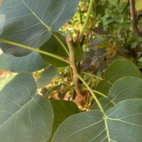 インドボダイジュ,新芽の画像