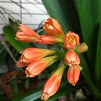 君子蘭,クンシラン,金曜日の蕾たち,ウクライナに平和を,yu ＆ゆうクラブの画像