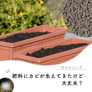 ガーデニング,植物のある暮らし,肥料,プランター栽培,ベランダ菜園の画像