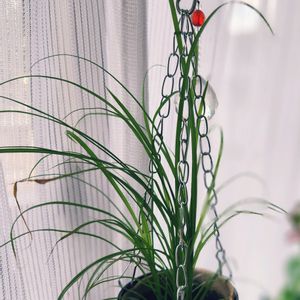 シペラス "ズムラ",観葉植物,100円ショップ,男前,癒しの画像