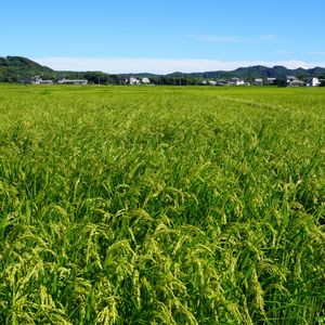 いね,稲穂,イネ（米）,一年草,青空の画像