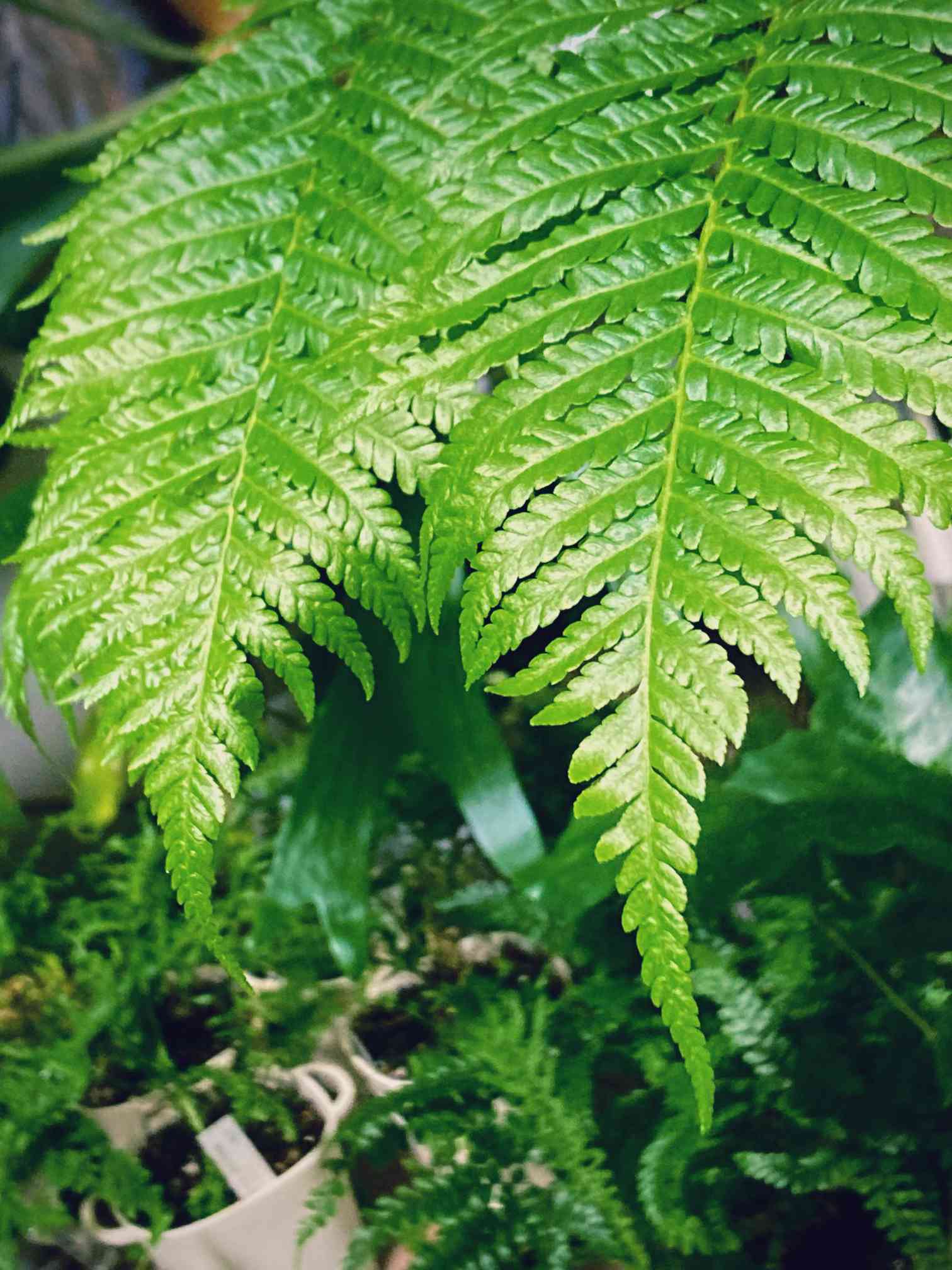 特大 ヒカゲヘゴ ヘゴ シダ 双頭 二株 - 植物/観葉植物