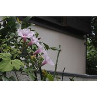 イポメア,イポメアアンダーソニー,箱庭に咲く花8月,小さな庭の画像