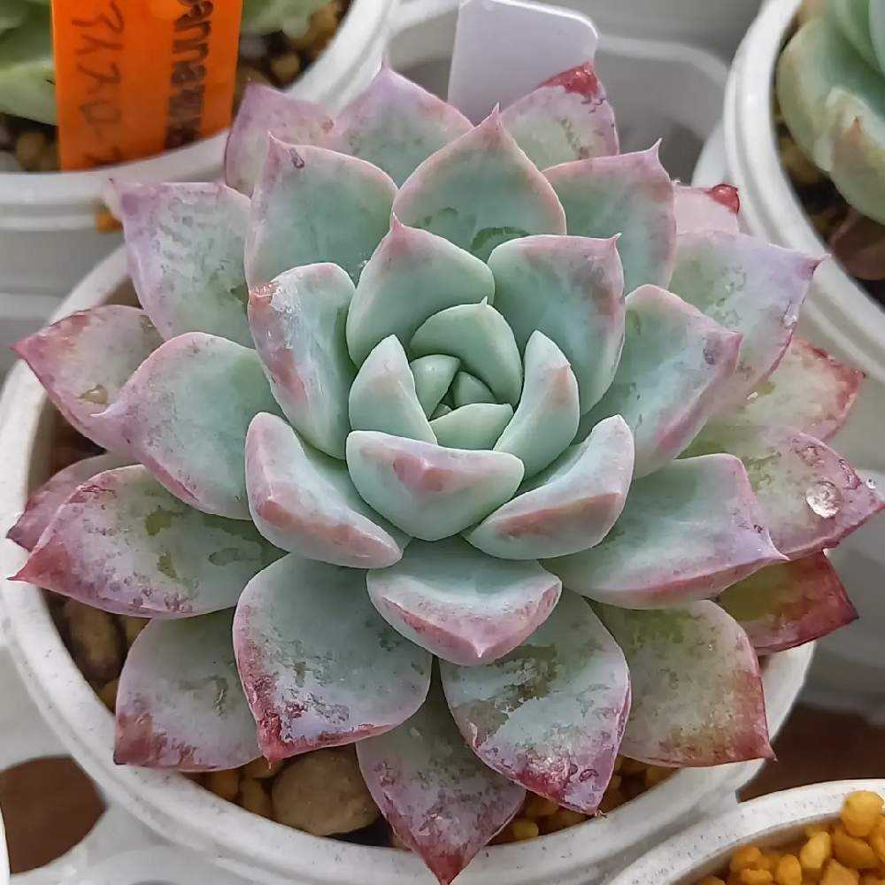 942🌹フェロモン｜🍀GreenSnap（グリーンスナップ）