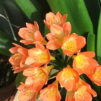 クンシラン,2019同期,ウクライナに平和を,yu ＆ゆうクラブ,日曜ビタミンカラー♪の画像