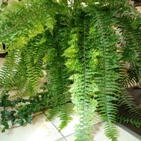 シダ,ネフロレピス,鉢植え,シダ植物,暑い！の画像