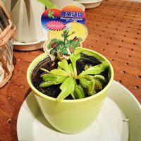ハエトリソウ,食虫植物,食虫植物 ハエトリソウ,窓辺の画像