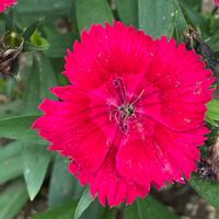 ナデシコ,花壇,ガーデニング,山野草,ナデシコ科の画像