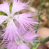 ナデシコ,カワラナデシコ,花壇,ガーデニング,山野草の画像