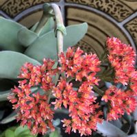 神刀,クラッスラ 神刀,紅い花,多肉のお花♡,クラッスラの画像