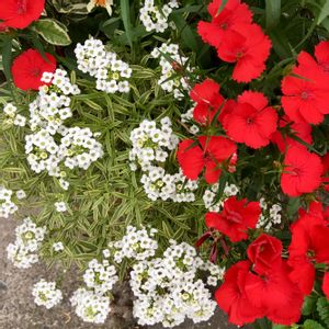 アリッサム,ナデシコ,寄せ植え,赤い花,白い花の画像
