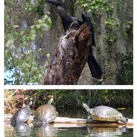 ウスネオイデス,野鳥の画像