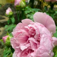 ボタン,今日も笑顔で♡,がんに負けるな！,小さい幸せ,青虫注意報の画像