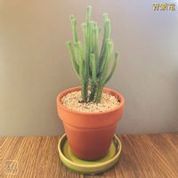 青鎖竜,多肉植物,干支と植物,多肉大好き,多肉植物のある暮らしの画像