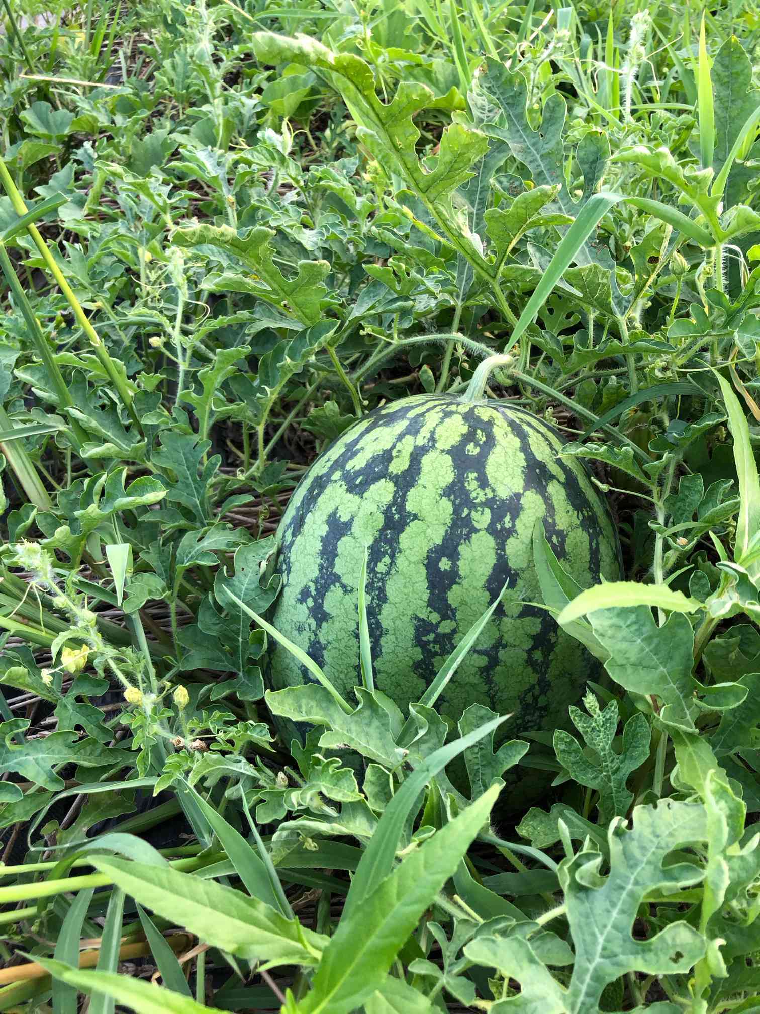 西瓜今年も新しい品種と空中栽培にチャレンジ｜🍀GreenSnap（グリーン