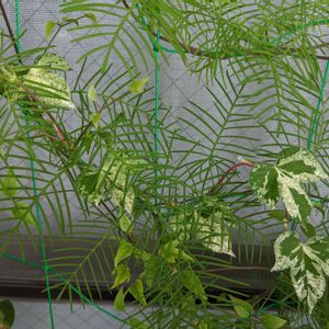 クレマチス,ルコウソウ,ツバメ朝顔,グリーンカーテン,つる性植物の画像