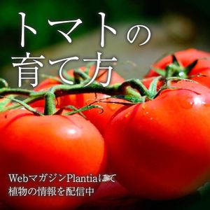 ガーデニング,夏野菜,肥料,ハイポネックス,トマト栽培の画像