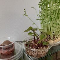 豆苗,アボカドの種,サツマイモ,種から,リボベジの画像