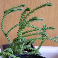 若緑,クラッスラ 属,多肉植物,多肉初心者,多肉植物好きの画像