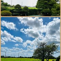 サザンカ,田んぼ,モッコク,カキ,ツツジの画像