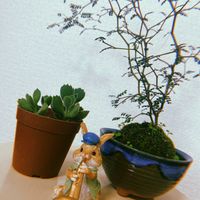 ソフォラ　リトルベイビー,熊童子,ソフォラ,コチレドン 熊童子,多肉植物の画像