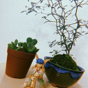 ソフォラ　リトルベイビー,熊童子,ソフォラ,コチレドン 熊童子,多肉植物の画像