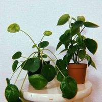 ペペロミア,ピレア,ピレア・ペペロミオイデス,ペペロミアジェイド,観葉植物の画像