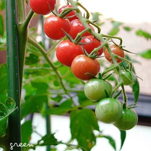 ミニトマト,植物のある暮らし,プランター栽培,ベランダ菜園,ミニトマト♥の画像