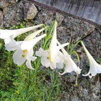 テッポウユリ,鉄砲百合の画像