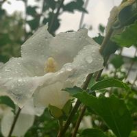 ムクゲ,花のある暮らし,雨に濡れて,お写ん歩,平和を願う☆の画像