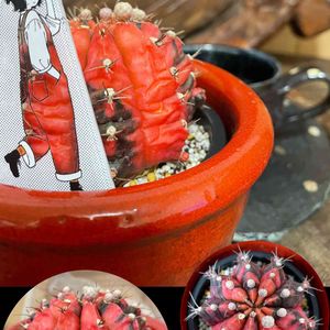 ギムノカリキウム,お散歩ちゃん,さぼさん ⭐️,ギムノカリキウム属,お散歩ちゃんキーホルダーの画像