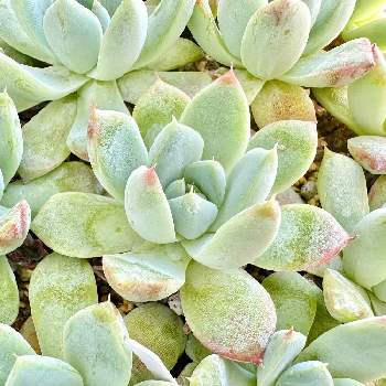 クローバー,実生,実生記録,もしゃもしゃ計画,みどりのある暮らしの画像