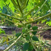 パパイア,パパイヤ,花のある暮らし,お散歩写真,花が好きの画像